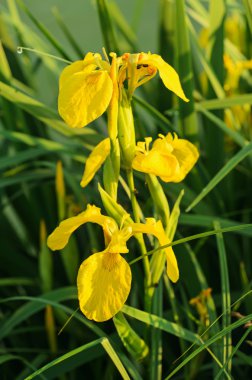 doğada Iris çiçeği