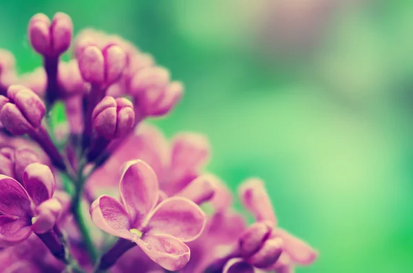 Lilac blommor bakgrund — Stockfoto