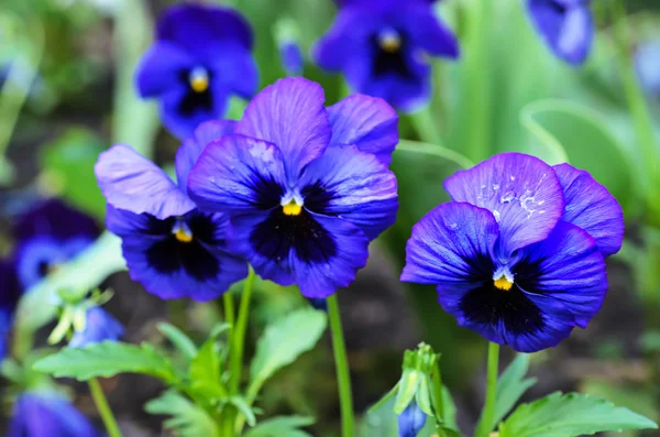 Violet pansy — Fotografie, imagine de stoc