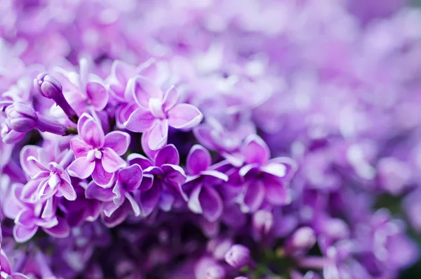 Lilás flores fundo — Fotografia de Stock