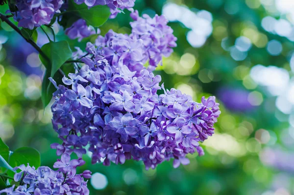 Lila bloemen achtergrond — Stockfoto