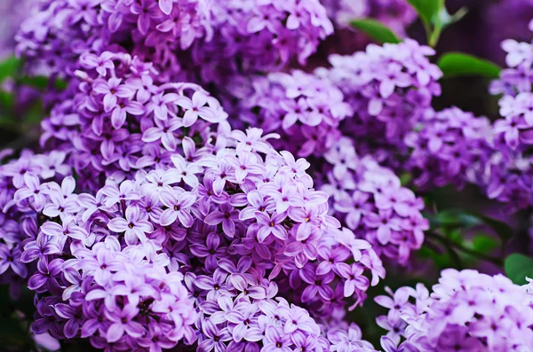 Lilac blommor bakgrund — Stockfoto