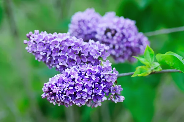 Förgrenade lila blommor — Stockfoto