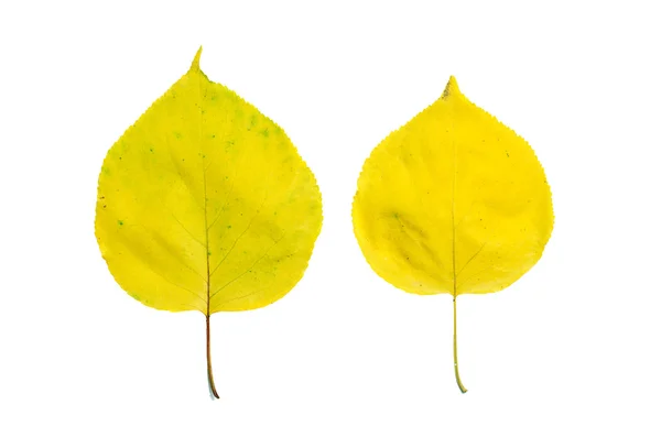 Linden leaves — Stock Photo, Image