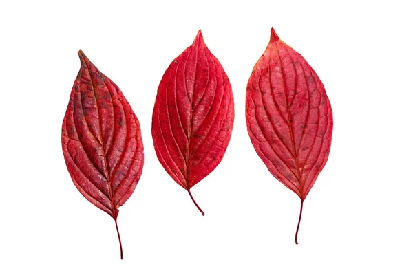 Feuilles d'automne rouges — Photo