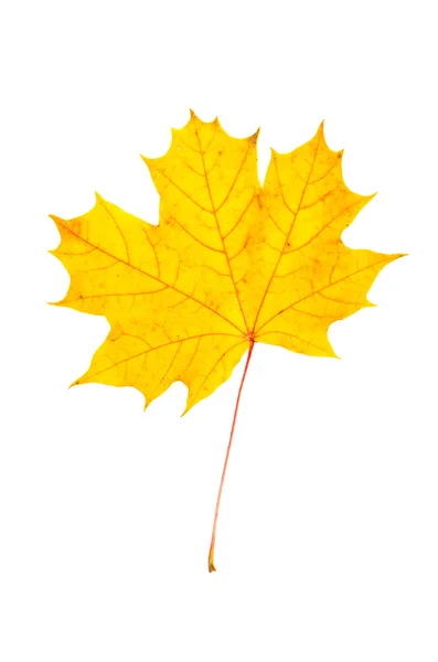 Maple leaf — Stock Photo, Image