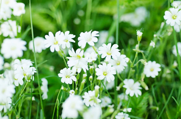 Flores brancas da primavera — Fotografia de Stock