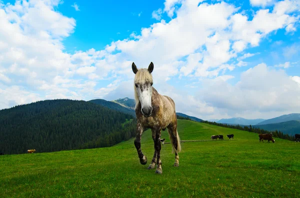 Häst som betar på berg äng — Stockfoto