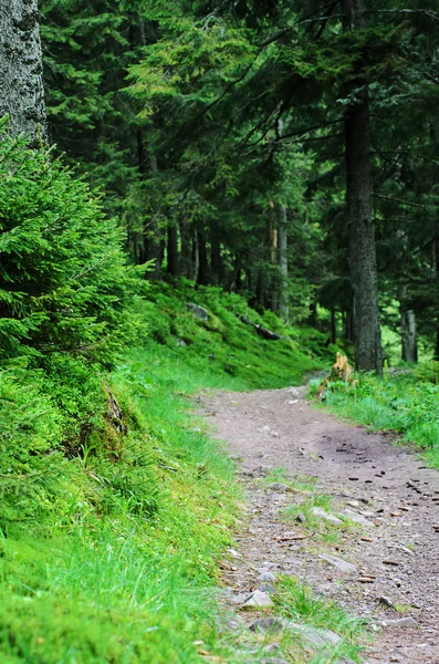 Il sentiero in una pineta — Foto Stock