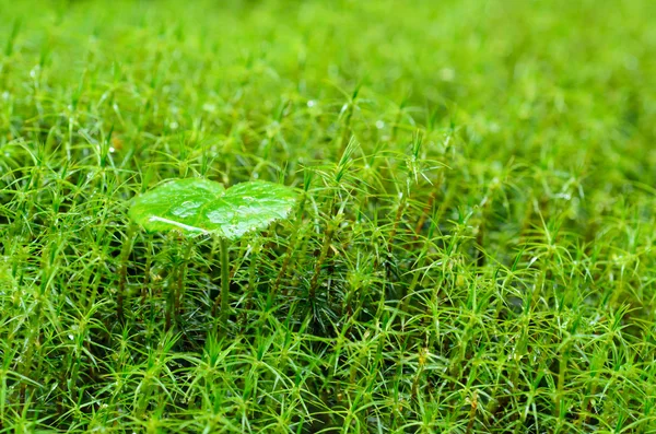 Macro muschio verde — Foto Stock