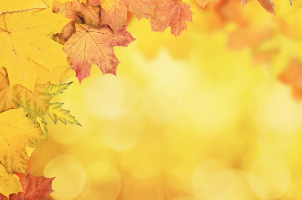 Herfst bladeren frame — Stockfoto