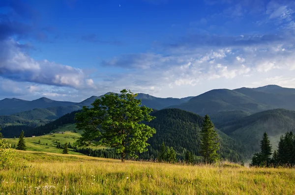 Karpatské horské krajiny s strom — Stock fotografie