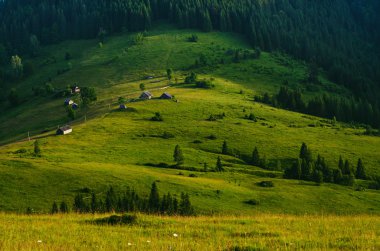Karpat dağ manzarası ile ağaç