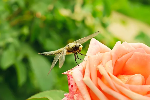 Libelle auf der Rose — Stockfoto