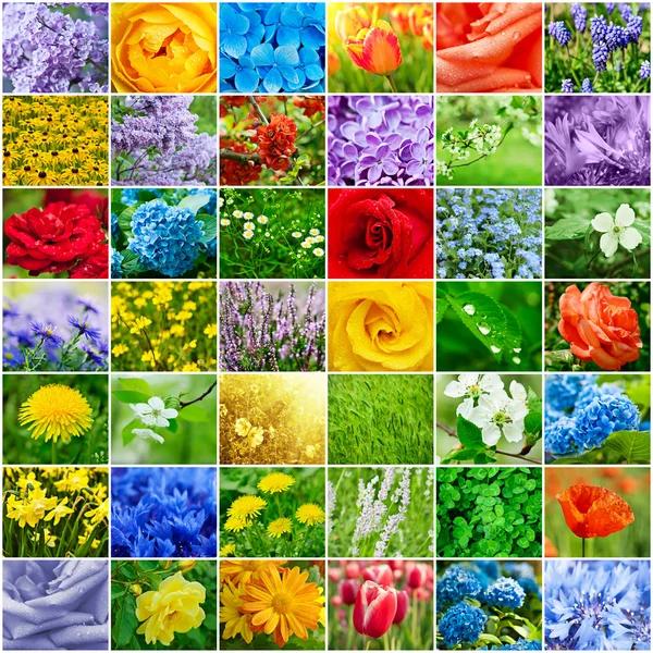 Flower collection — Stock Photo, Image