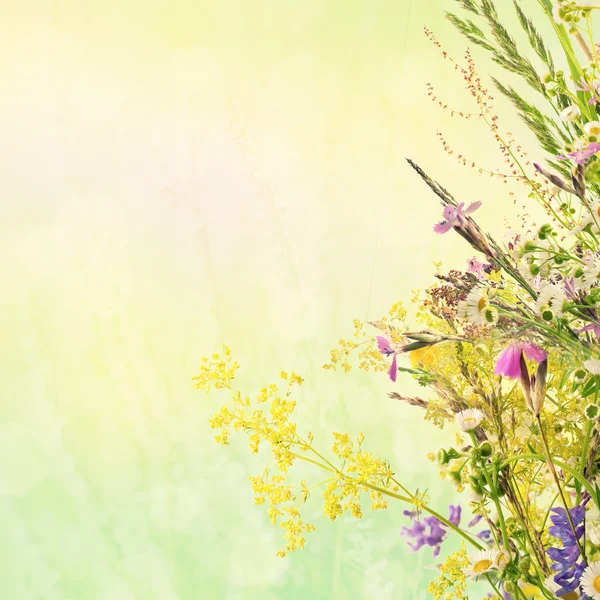 Floral summer background — Stock Photo, Image