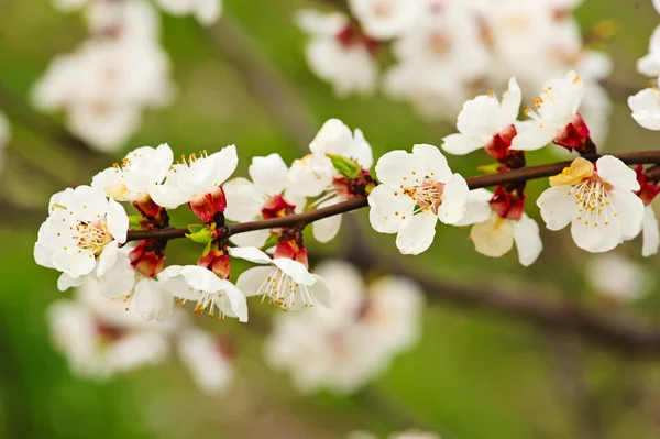 Apricot tree flower — Stock Photo, Image