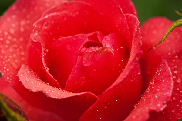 Macro rosa roja — Foto de Stock