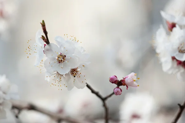 Apricot tree flower — Stock Photo, Image