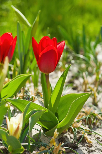 Tulipas bonitas vermelhas — Fotografia de Stock