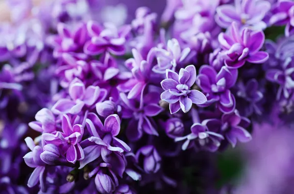 Ramo de flores lilás — Fotografia de Stock