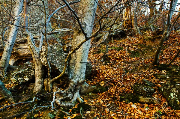 Floresta mística escura — Fotografia de Stock