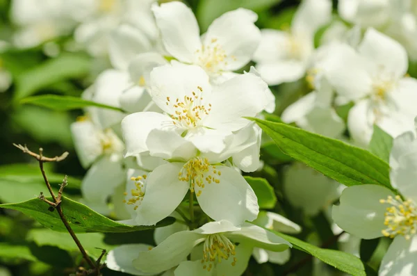 Flor de jasmim — Fotografia de Stock