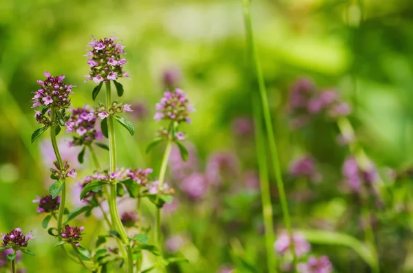 Thymus flowers — Stock Photo, Image