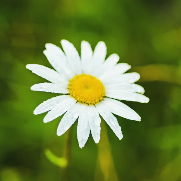 Flor de camomila selvagem — Fotografia de Stock