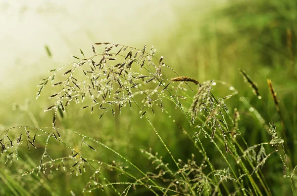 Morgenschönheit — Stockfoto