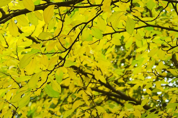 Rama de árbol de otoño — Foto de Stock