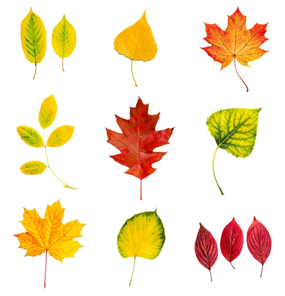 Herbstblätter gesetzt — Stockfoto