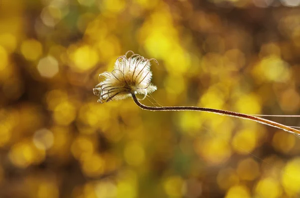 Autumn plant — Stock Photo, Image