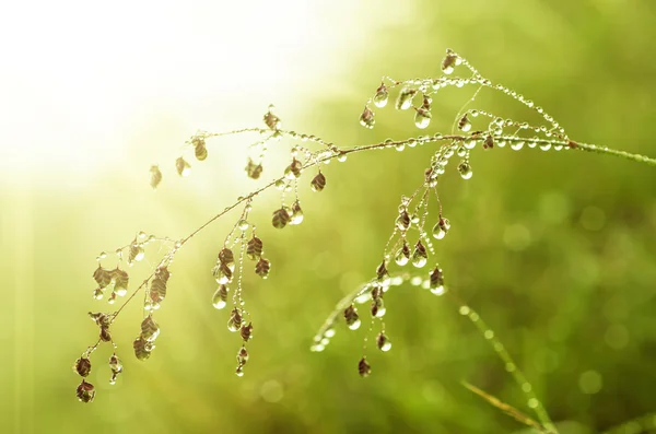 Beleza matinal — Fotografia de Stock