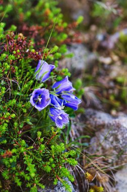 Çan çiçeği alpina