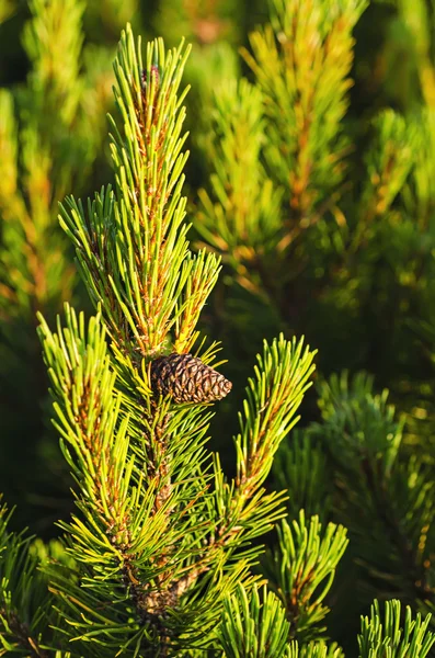 Alpesi fenyő — Stock Fotó