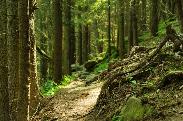 Dichter grüner Wald — Stockfoto