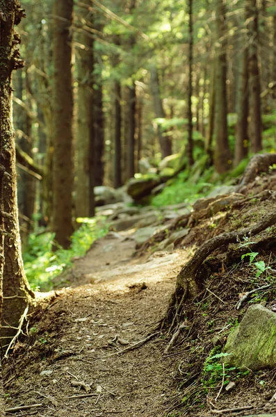 Dichter grüner Wald — Stockfoto