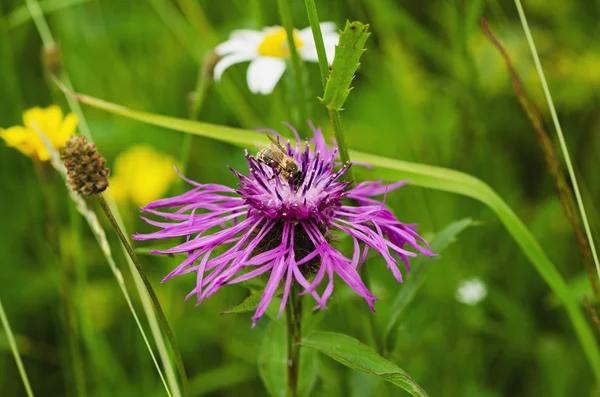 Cornflower with bee — Stock Photo, Image
