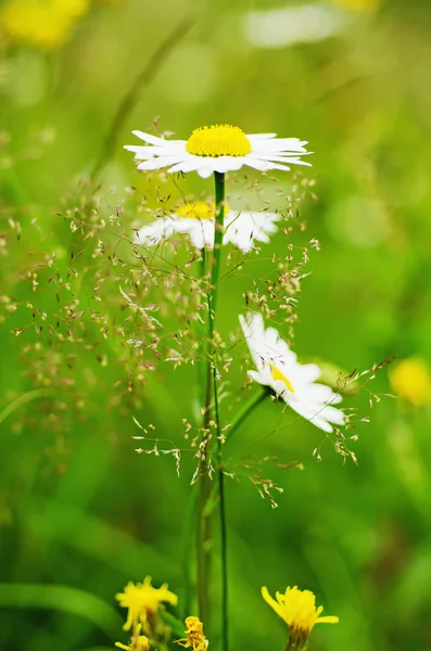 Wilde Kamillenblüten — Stockfoto