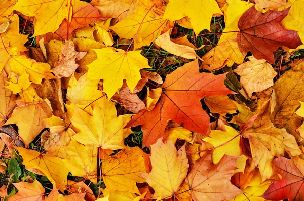 Fondo de otoño — Foto de Stock