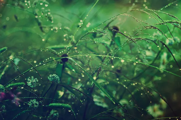 Gras mit Tau — Stockfoto