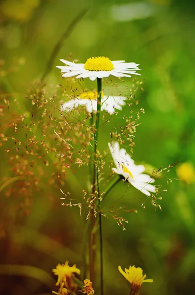 Wilde Kamillenblüten — Stockfoto