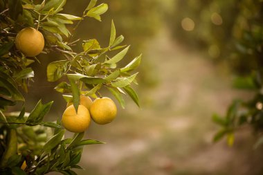 Mandalina güneşli bahçe