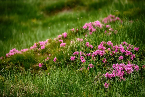 Fleurs Rhododendron Rose Poussant Dans Les Montagnes Fond Floral Nature — Photo