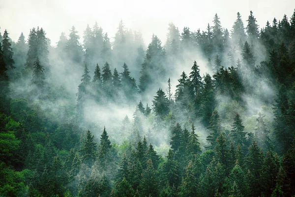 Misty Niebla Paisaje Montaña Con Bosque Abeto Copyspace Estilo Retro — Foto de Stock