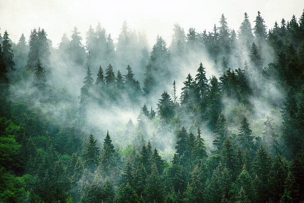 Misty foggy mountain landscape with fir forest and copyspace in vintage retro hipster style