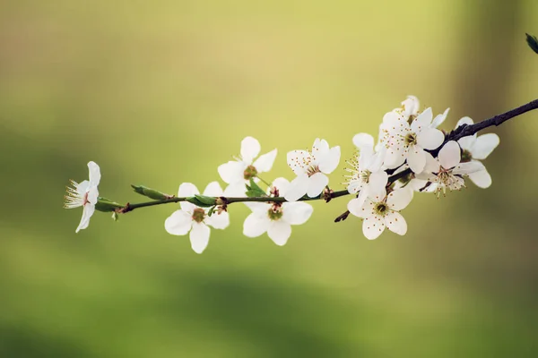 春に緑色の葉で梅の花を咲かせ ヴィンテージの花の背景 — ストック写真