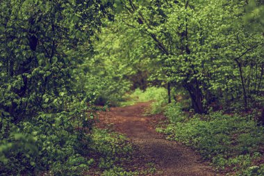 Karanlık kasvetli orman