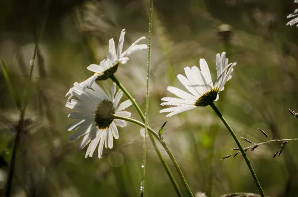 Wild camomile flowers — Stock Photo, Image